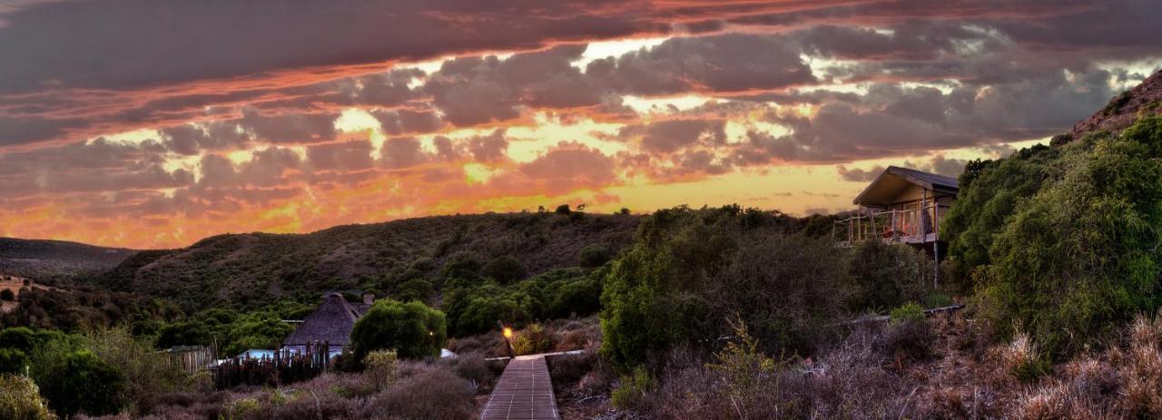 הוילה Hillsnek Safari Camp - שמורת הטבע אמקאלה מראה חיצוני תמונה